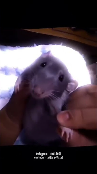 SW(Story WA) | Story WA ngakak | Story WA lucu | Tikus pasrah😂