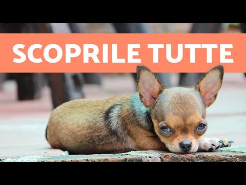 Video: Come Nominare Un Cane Chihuahua