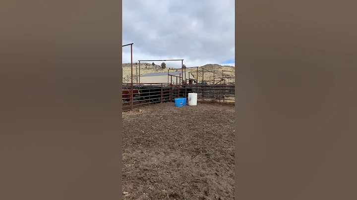 Bud Box low stress on cattle