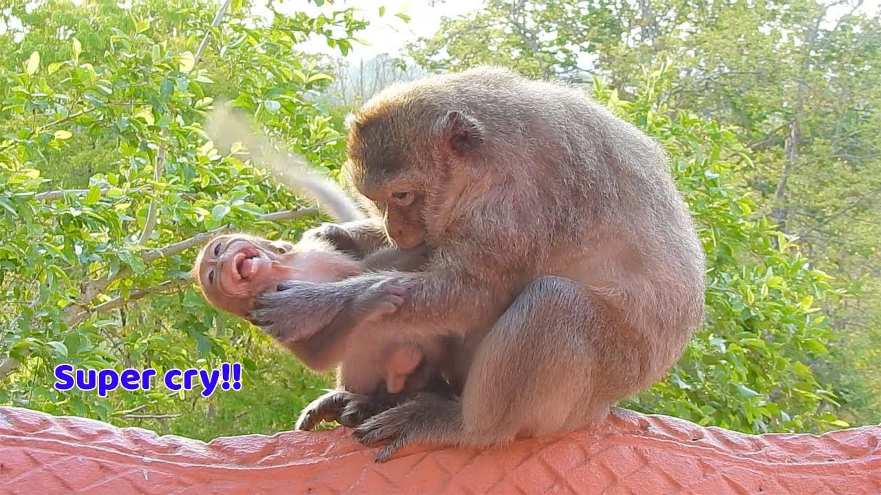 Baby Milo screaming extremely loud this morning - Emila she feel very hassle when Milo stay in front