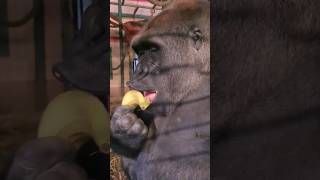 The Right Way To Eat A Banana? #Gorilla #Eating #Asmr #Satisfying