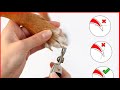 How to Trim Your Dog&#39;s Nails at Home - Step by Step with Illustrations