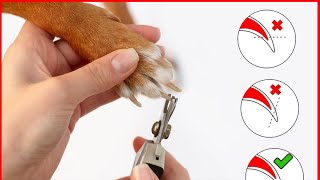 How to Trim Your Dog's Nails at Home - Step by Step with Illustrations