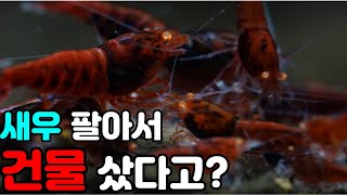 (4K) 일단 무조건 키우고 봐야하는 이유(투잡가능)-도봉구 새우물방 방문기