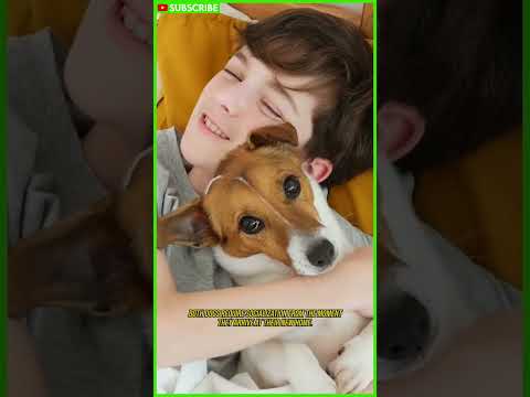 Videó: Jack Russell Terrier fajtái