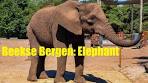 Safaripark Beekse Bergen: Elephant - YouTube