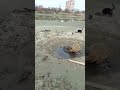 Омут в реке Кубань
