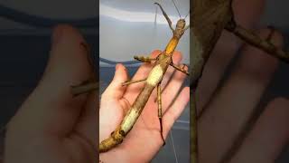 पेड़ जैसे दिखने वाले जीव ।Ajeeb insect #Giant leaf insects #शॉट्स #backtobasics #shorts #adrmix