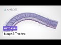 Histologie der Lunge und Trachea - Mikroskopische Anatomie - AMBOSS Video