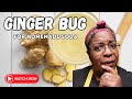 The ultimate guide to making your own ginger bug at home  part 1