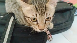 Cat Video 😺🐈//Cat