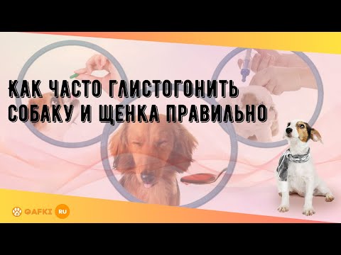 Как часто глистогонить собаку и щенка правильно