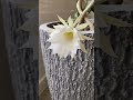 Beautiful White Cactus flower.