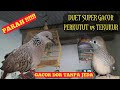 Duet Tekukur Vs Perkutut Lokal Anggungan Super Gacor Mp3 - Mp4 Download