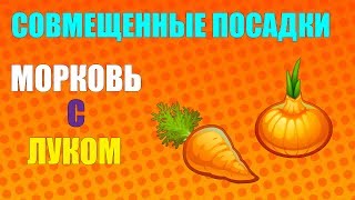 Совмещенные посадки. Морковь с луком.