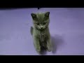 とてもかわいい子猫 part 19 || 子猫 2022