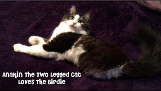 Anakin The Two Legged Cat Loves The Birdie Toy by Anakin The Two Legged Cat 1,415 views 6 years ago 1 minute, 30 seconds