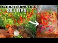 PAANO MAPARAMI ANG BUNGA NG SILI | D' GREEN THUMB