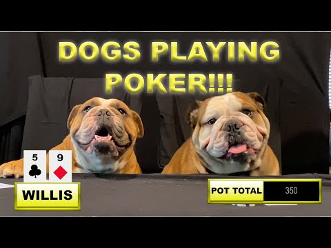 World Series of Dogs Playing Poker - WSODPP 2020