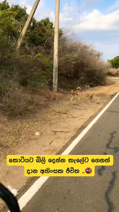 අයියා ඉන්නවා  🥹 #shortvideo #shortstrending #shorts