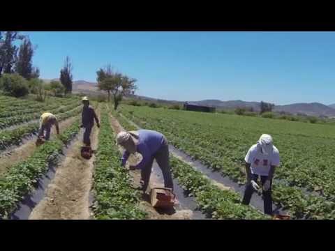 Programa Portal del Campo, Capítulo Frutillas