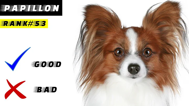 Papillon Pros And Cons, The Good And The Bad - DayDayNews