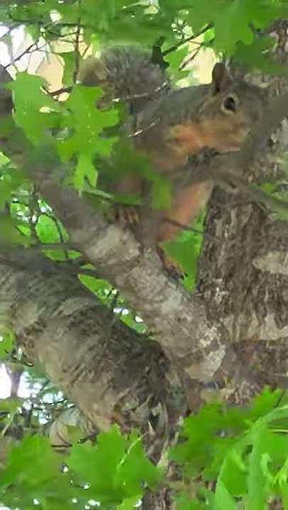 wow-squirrel-why-are-u-staring-at-me-youtube