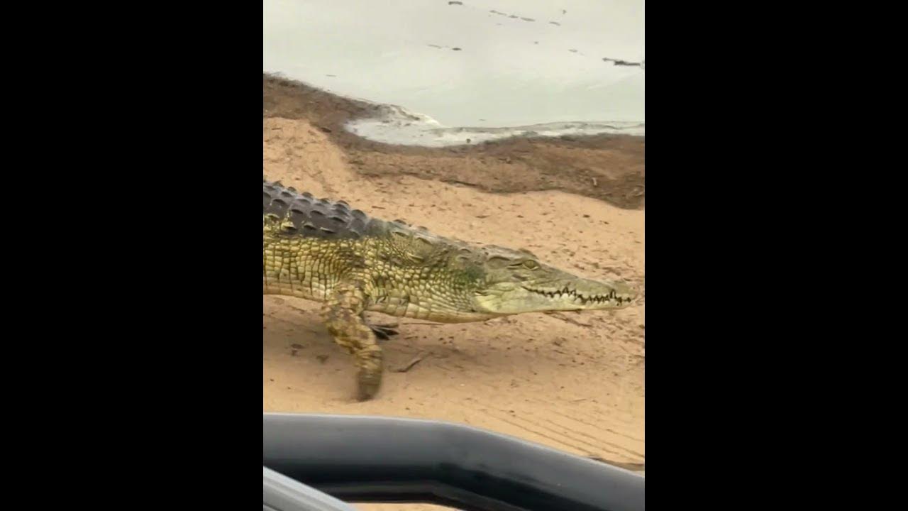 The fastest crocodile ever😂 - YouTube