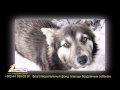 Сергей Никулин - Песня о рыжей собаке. Благотворительный Фонд «Happy Paw»