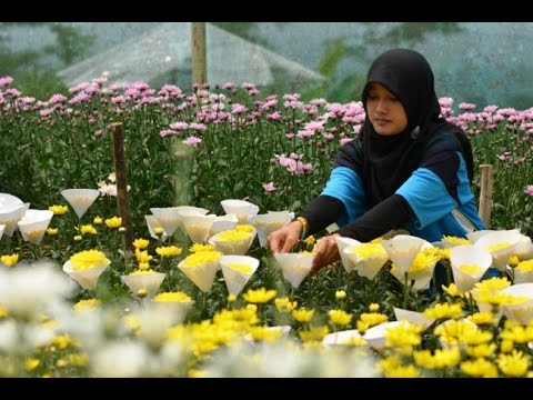 Ikut Proses Panen  Bunga  Krisan  di Bandungan Cara Menanam 