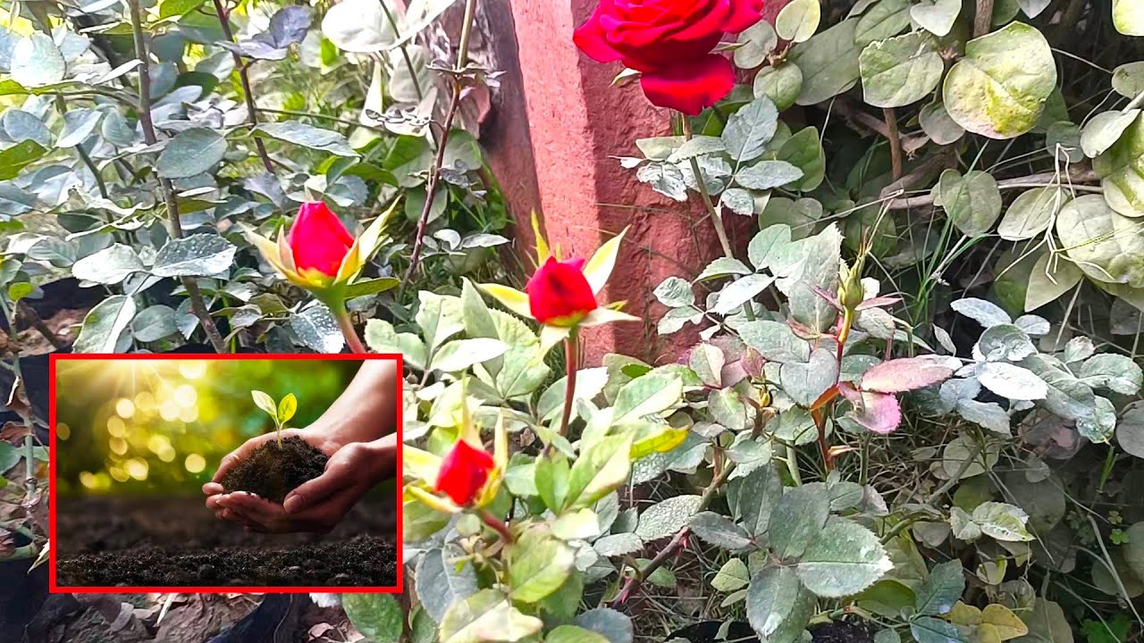 गमलों के लिए मिट्टी कैसे तैयार करें जाने पूरी विधि / how to prepare the soil for the pot