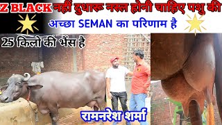 20-22 किलो से अधिक दूध देने वाली भैंस 🛑 देख कर दिल खुश हो जायेगा 💯 BEST MILKING CARACTER BUFFALO 🛑