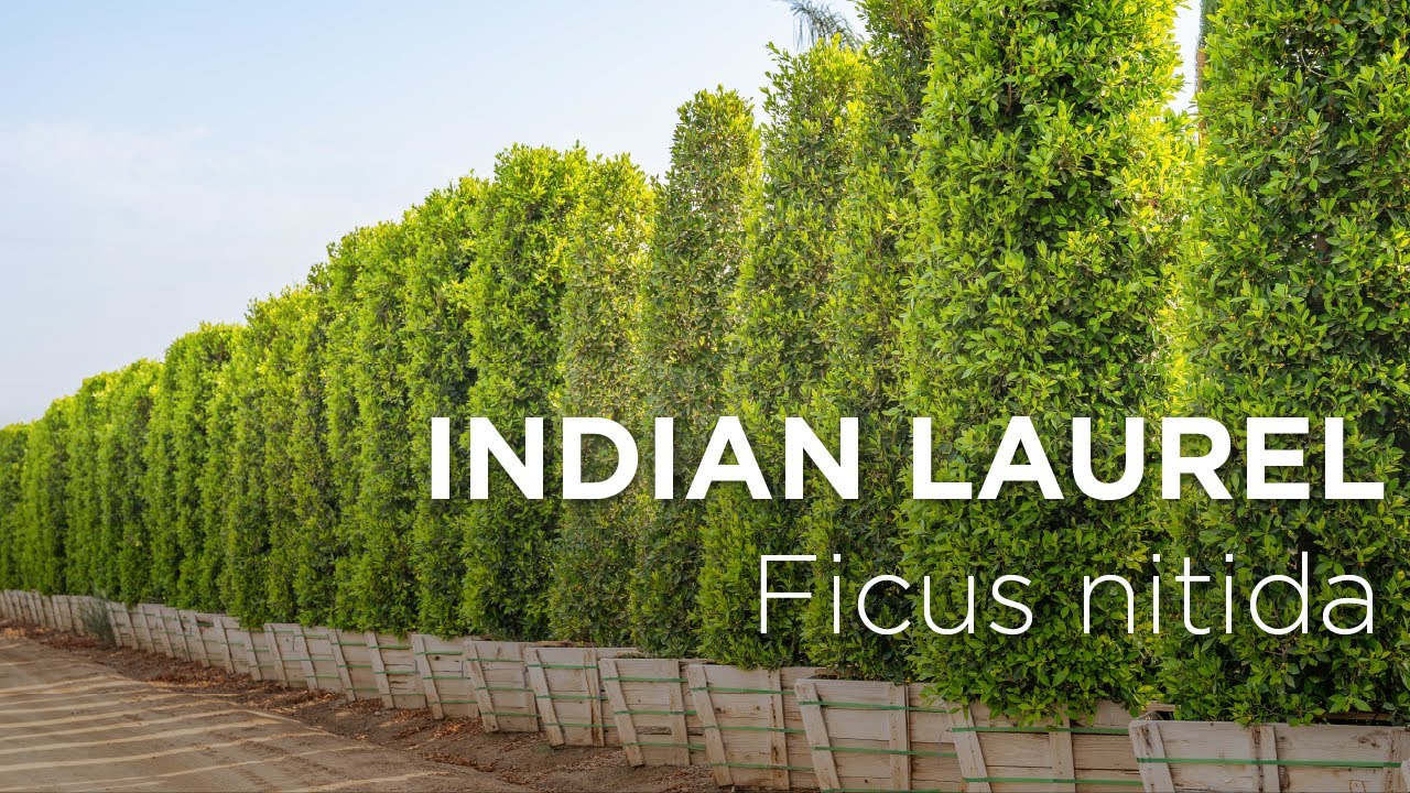 Ficus Hedge