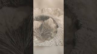 🪱 SANDWORM ATTACKS! Paul Witnesses the True Power of the Desert | Dune (2021) Epic Scene 😱🔥
