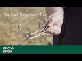 Setting a Gophinator Trap
