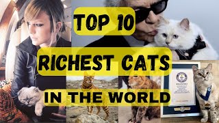 Top 10 Richest Cats In The World As Of 2023-2024