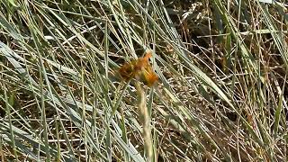 Meadowhawk Dragonfly (probably Sympetrum internum) in Cottonwood Park, Lethbridge, Alberta.