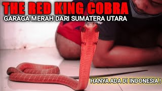 KING COBRA MERAH DARI SUMATERA UTARA! ULAR LANGKA CUMA ADA DI INDONESIA