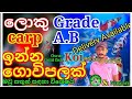 Koi carp | Grade A,B carp,Oscar,gold fish මවු සතුන් ගන්න පුලුවන් ගොවිපලක්