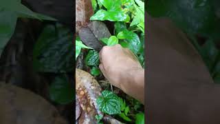 tumbuhan liar #farning #garden #asmr