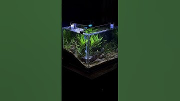 Thumbnail of DIY CO2 system for a planted fresh water #aquarium #nature #green #tank #plants #aquariumbuilder