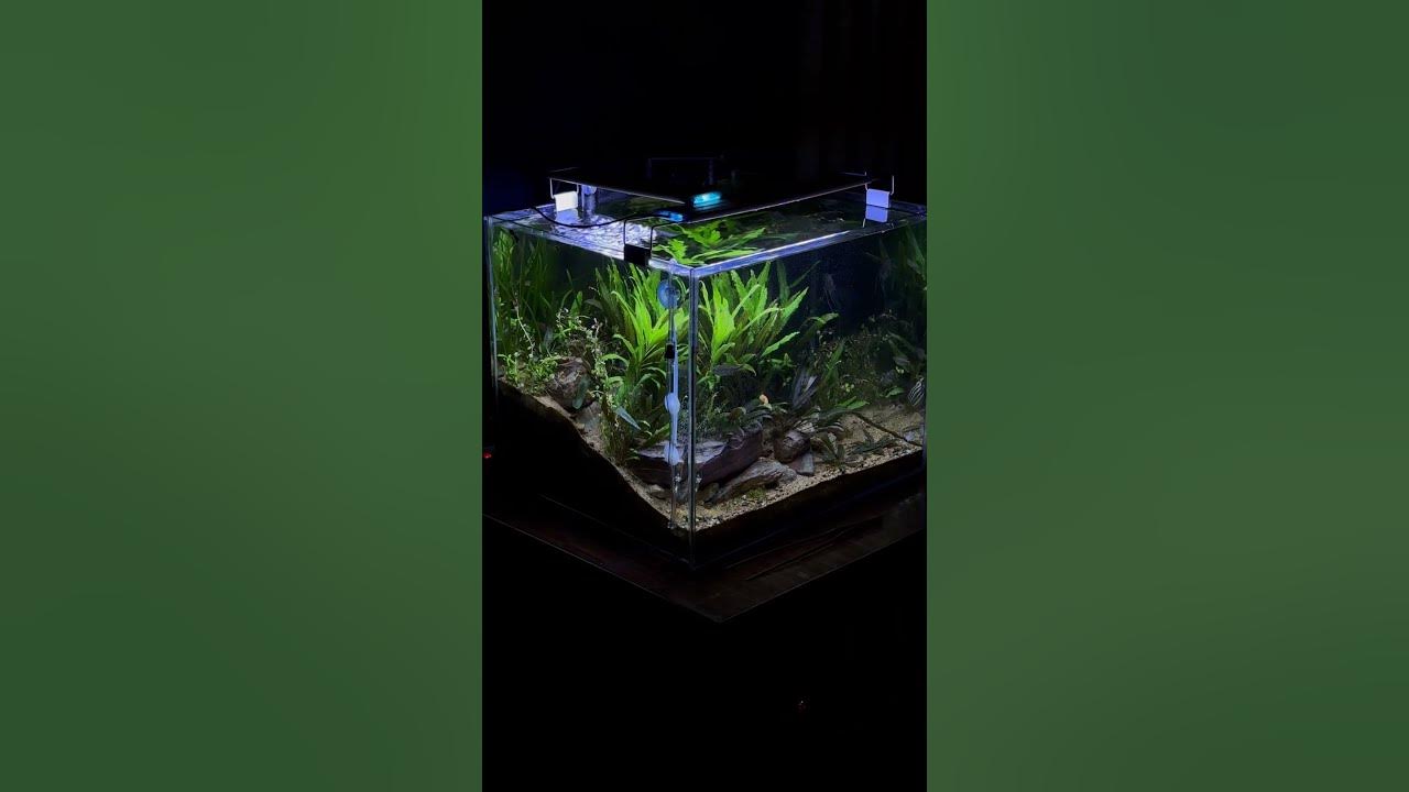 DIY CO2 system for a planted fresh water #aquarium #nature #green #tank #plants #aquariumbuilder DIY CO2 system for a planted fresh water #aquarium #nature #green #tank #plants #aquariumbuilder