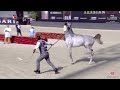 N 185 munir ms   al shiraa international arabian horse show 2023   colts 2   3 years old class 5c
