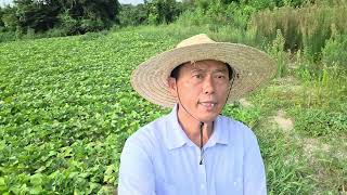 Golden Egg Farming: Sweet Potato Heart Prevention, High-Yield Foliar Fertilization, and Using Sug...