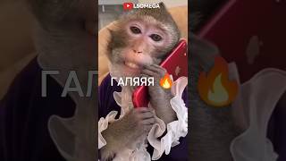 Баба Галя жжёт 🔥🍳 #challenge #cover #music #ep #fc #а4 #rek #brother #monkey #майнкрафт #готовка