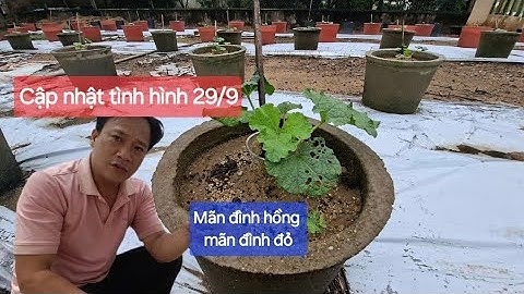 Cập nhật tình hình mãn đình hồng 29/9 để anh em theo dõi mà đua cùng nhau chứ tết này nghe phiêu quá
