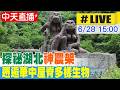 【中天直播#LIVE】探祕湖北神農架 邂逅華中屋脊多樣生物 20260628 @全球大視野Global_Vision
