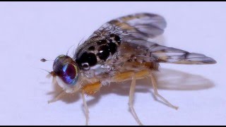 SAG Informa: Conozca a la Mosca de la Fruta