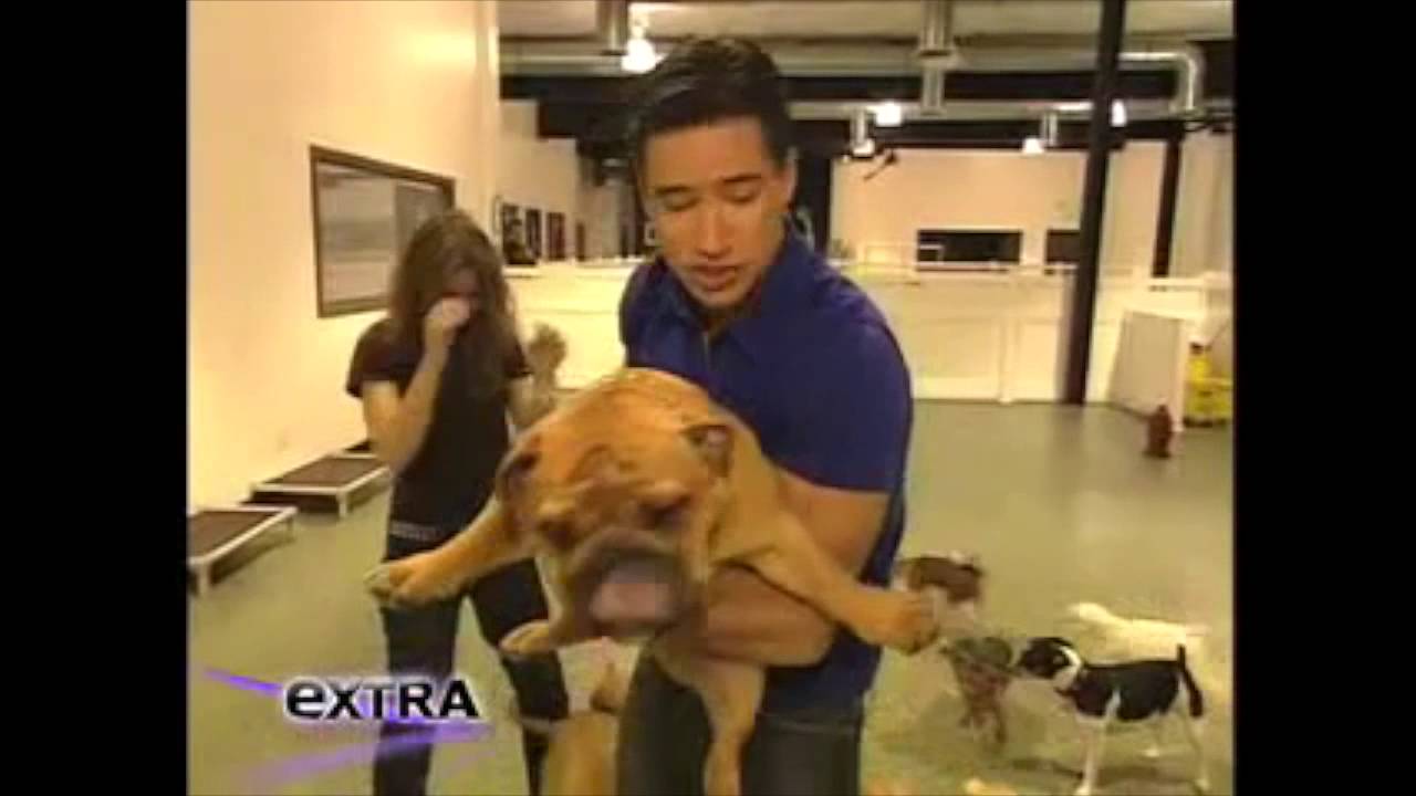 D Pet Hotels on EXTRA with Mario Lopez YouTube