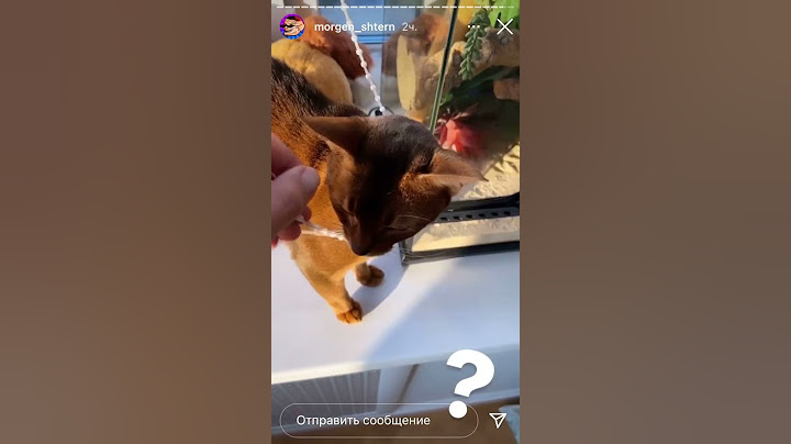 КОШКА МОРГЕНШТЕРНА ПОВЕСИЛАСЬ😿